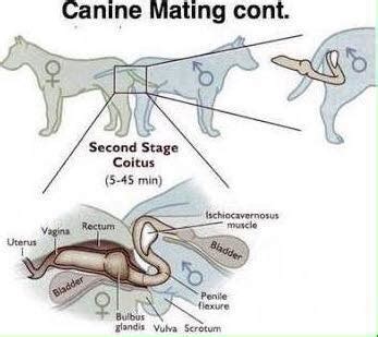 dog penis knot|Canine reproduction